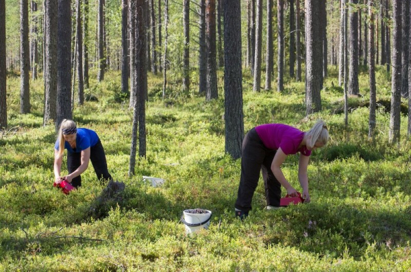 Finns triple berry picking for sale amid foreign labour shortage
Finns triple berry picking for sale amid foreign labour shortage
